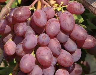 Українці збільшили споживання вітчизняного винограду